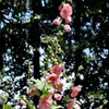 6 x Stockrose  - Alcea rosea 'Rosea'  | Topf 9cm x 9cm Produktbild-Vorschau 2