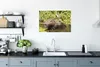 MuchoWow® Poster Ein Wasserschwein sitzt im Wasser mit Produktbild-Vorschau 3