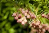 Glockenstrauch (Enkianthus campanulatus), wysokość 60-80 Podgląd zdjęcia produktu 1