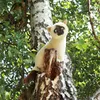 Plüsch-Siamkatze, 30 cm, umweltfreundlich Produktbild-Vorschau 4