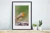 MuchoWow® Gerahmtes Poster Tiere - Vogel - Rotkehlchen Produktbild-Vorschau 4
