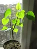 Bodhi-Baum (Ficus religiosa)  - 1 Portion Samen Produktbild-Vorschau 4