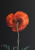 raxxa Premium-Puzzle "Mohnblume 5", 1000 Teile Produktbild-Vorschau 2