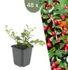 Plants by Frank | 48 Plantes de cotoneaster | Cotoneaster Voir les images du produit 1