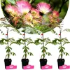 Lot de 4 plants d'Albizia julibrissin 'Rosea' (Arbre de Voir les images du produit 1