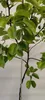 Pyrus communis 'Gieser Wildeman' Kochbirne - Birnbaum, 5 Produktbild-Vorschau 3
