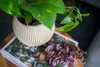 A potted plant sits on a book with dried flowers next to it. Anteprima dell’immagine prodotto