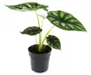 Alocasia baginda Dragon Scale - Tropenwurz - Alokasie - Produktbild-Vorschau 2