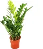 Zamioculcas zamiifolia - Zamio palma - Zamio kapradina 14cm Náhled obrázku produktu 2