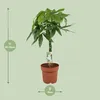 Pachira Aquatica - Pianta da appartamento - Ø21cm Ø90cm - Anteprima dell’immagine prodotto 2