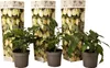 Three potted plants with decorative packaging behind them. Podgląd zdjęcia produktu