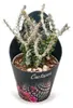 Alluaudia procera - Albero polipo - Rarità - Vaso da 14 cm Anteprima dell’immagine prodotto 1