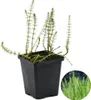 Bloomique - Hippuris Vulgaris - Lidstem - Rośliny do oczek Podgląd zdjęcia produktu 2