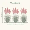 Stauden Gänge 1 x Cortaderia selloana 'Rosea' im 1 Liter Produktbild-Vorschau 9