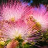 Semena Albizia Julibrissin Rosea - balení 5 ks - Exotická Náhled obrázku produktu 4