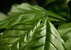 SAFLAX - Karłowaty Krzew Kawowy - 8 Nasiona - Coffea Podgląd zdjęcia produktu 4