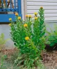 Großkopf-Flockenblume, im Topf - Centaurea macrocephala Produktbild-Vorschau 1