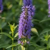 6x Agastache Blue Fortune P9H20 Produktbild-Vorschau 4
