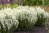 Stauden Gänge 5 x Salvia nemorosa 'Sensation White ®' im 1 Produktbild-Vorschau 2