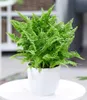 BALDUR Garten 1x Schwertfarn Vitale, Pflanze im 12 cm-Topf, Produktbild-Vorschau 1