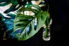 Gardners Monstera adansonii Monkey Mask - odrezky na Náhľad obrázku produktu 6