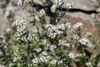 Origanum vulgare, Oregano, aromatisch, ca. 9x9 cm Topf Produktbild-Vorschau 10