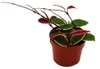 Hoya carnosa „Flamingo Dream“ – Kletternde Zimmerpflanze Produktbild-Vorschau 5