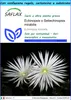 SAFLAX Set regalo - Echinopsis o Setiechinopsis mirabilis - Anteprima dell’immagine prodotto 1