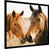 MuchoWow® Gerahmtes Poster Pferd - Strand - Tiere 40x40 cm Produktbild-Vorschau 1