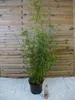 [Palmenlager] - XL Fargesia robusta Campbell 160 cm - Produktbild-Vorschau 2
