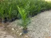 A row of potted palm trees in a nursery or garden center. Náhled obrázku produktu