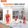 VEVOR 4-teilige Menschliche Anatomiemodelle Menschlicher Produktbild-Vorschau 2