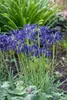 Agapanthus 'Northern Star', Schmucklilie, tiefblau, 2-3 Produktbild-Vorschau 5