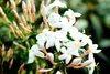 Jasminum polyanthum - Duft - Jasmin - Kletterpflanze - Produktbild-Vorschau 2