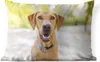MuchoWow® Outdoor Kissen - Labrador Retriever draußen - Produktbild-Vorschau 1