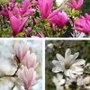 A collage of three images showing different magnolias in bloom. Produktbild-Vorschau