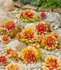 BALDUR Garten 6x Sempervivum 'Gold Nugget®', Pflanzen im Produktbild-Vorschau 2