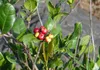 Ixora coccinea (kwiat pawia)  – 3 nasiona Podgląd zdjęcia produktu 5