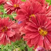 6 ks zimnej astry – Chrysanthemum 'Duchess Of Edinburgh' | Náhľad obrázku produktu 2