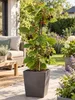 Brombeżka Black Satin, 50–70 cm – bezkolczasta odmiana Podgląd zdjęcia produktu 1
