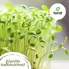 Toraf, zestaw nasion XXXL, 500 SEEDS, nasiona, Symfonia Podgląd zdjęcia produktu 5