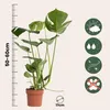 Fensterblatt - Monstera deliciosa - Höhe 50-60cm - ⌀17cm Produktbild-Vorschau 2