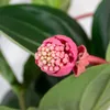 Medinilla magnifica 'Flamenco' - Medinilla - Zimmerpflanze Produktbild-Vorschau 3