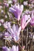 Magnolia liliiflora 'Susan', Purpur-Magnolie, purpurrosa, Produktbild-Vorschau 2