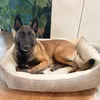 A dog is lying on a dog bed in a room with plants in the background. Náhled obrázku produktu