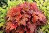 Stauden Gänge 1 x Heucherella Hybride 'Sweet Tea' im 1 Produktbild-Vorschau 7