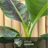 Bananier musa - plante d'intérieur & extérieur - ↕ 30-40 cm Voir les images du produit 2
