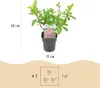 GreenboutiQ - Rispenhortensie - Hydrangea panniculata Pink Produktbild-Vorschau 3