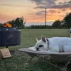 JOIEYOU Hundebett Katzenbett 68x68x21 cm Faltbar Erhöhtes Produktbild-Vorschau 3