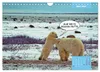 Lustige Eisbären (Wandkalender 2027 DIN A4 quer), CALVENDO Produktbild-Vorschau 6
